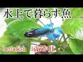 [最も欲しかった] ベタ　寿命 345308-ベタ 寿命 何年