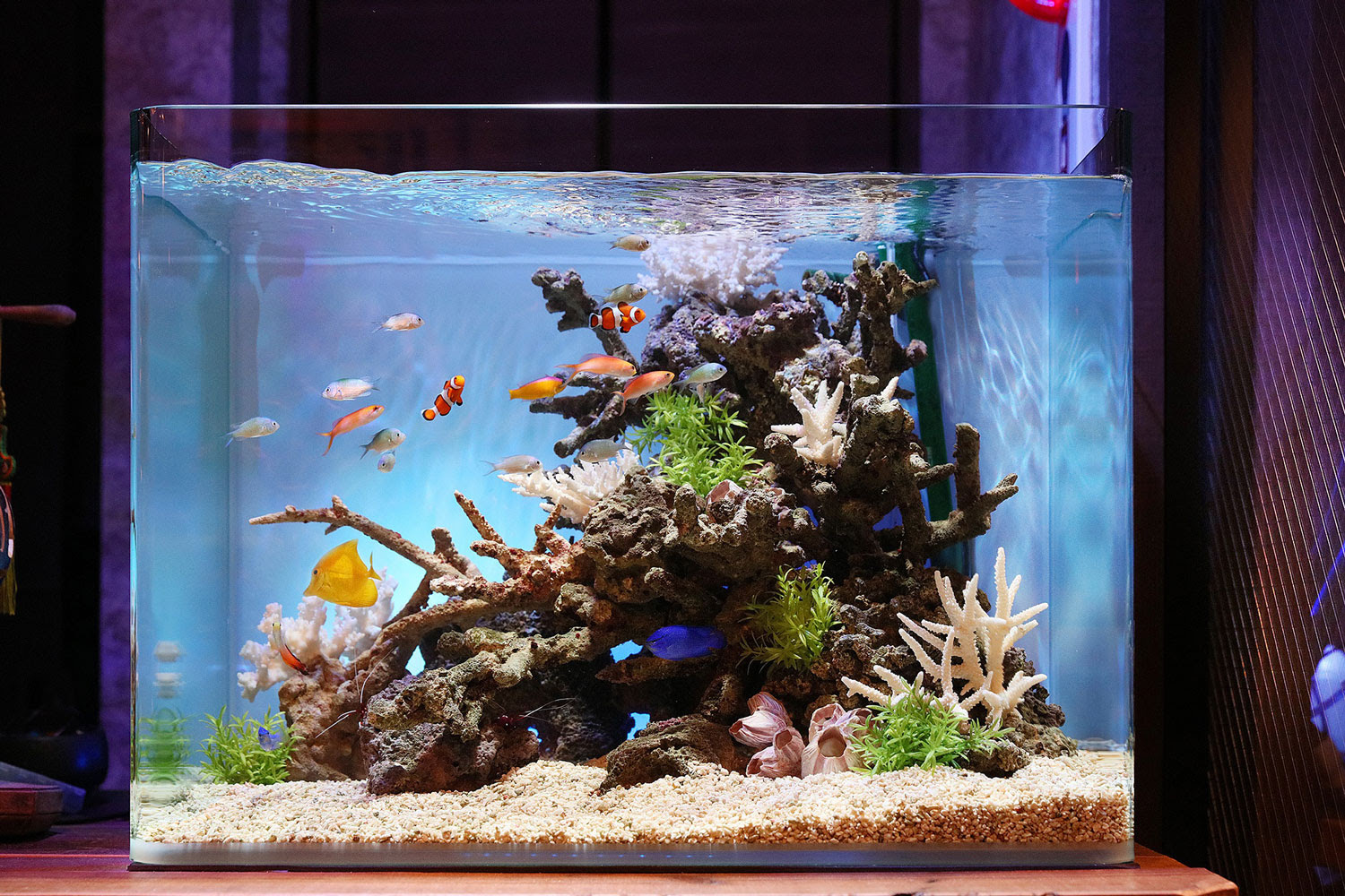 第11回aquarium Tojo 全国フォトコンテスト17 業界no 1の実績 株式会社 Aquarium Tojo 熱帯魚レンタル 水槽 レンタル アクアリウム メンテナンス 東城