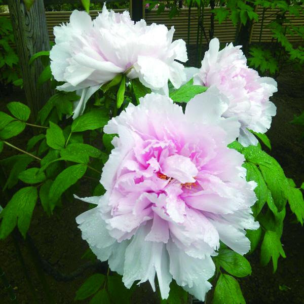 美人の代名詞 牡丹 コンセプトグリーン Concept Green