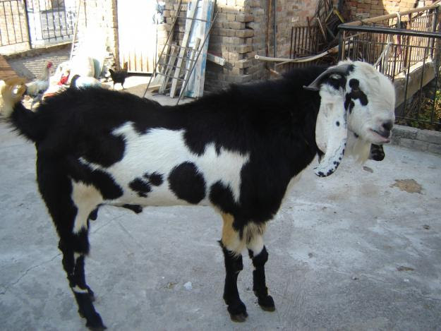 Buy Bakra for Eid-ul-Azha