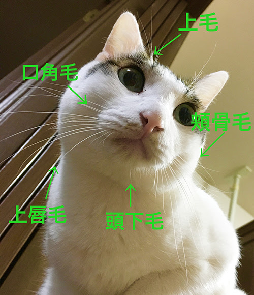 猫のひげが抜けたけど大丈夫 ひげは金運お守りになるって本当