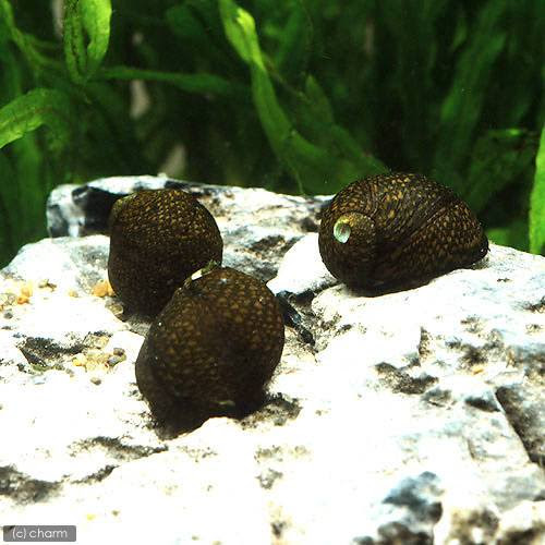 アクアリウム コケを食べてくれる熱帯魚 エビ 貝 はじめの一歩