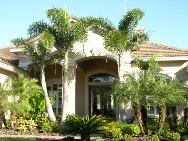 Foxtail palm tree - tropical - landscape - other metro