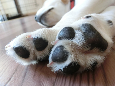犬の肉球のひび割れ治療はワセリンでいいの カサカサの原因は何 犬と一緒に はじめてのパピーウォーカー