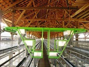 Ide Top 48+ Keranjang Ayam