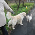 How do I socialize my dog with other dogs