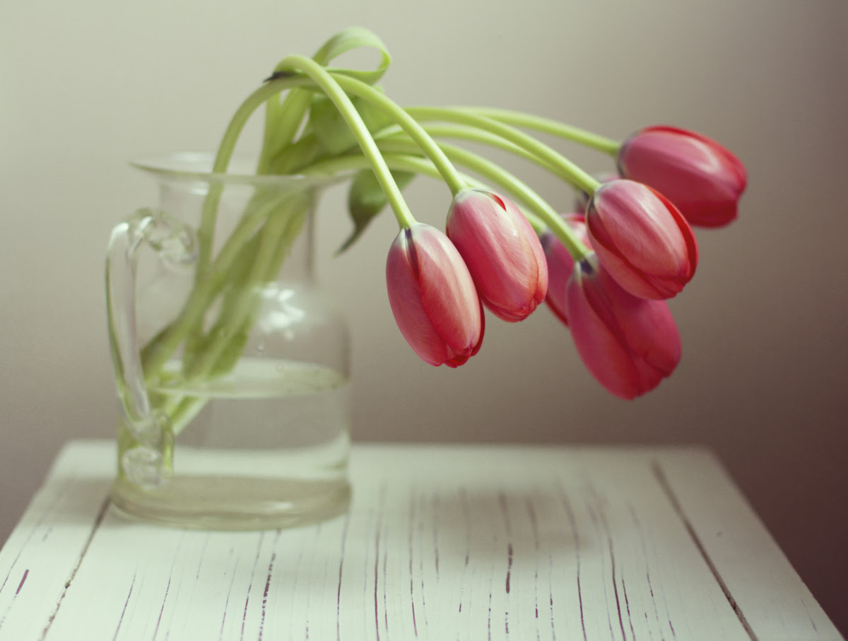 How To Keep Tulips Alive In 3 Simple Steps | HuffPost
