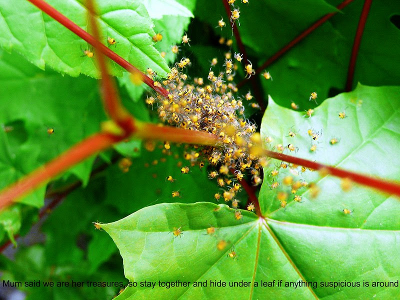 Garden Spider babies