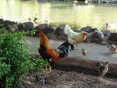 Chickens and ducks