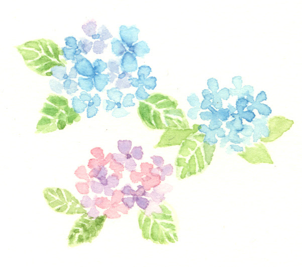 三日坊主 紫陽花