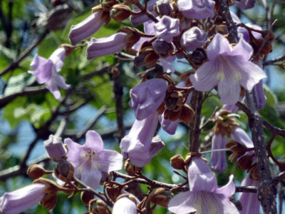 きり 桐 は 最上の色とされる紫の花が咲く 野花や草木の散歩道で一句