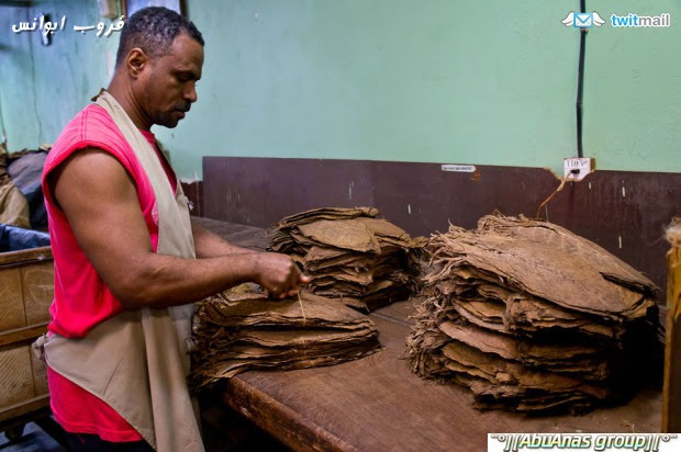 Cuban cigar  السيجار الكوبي