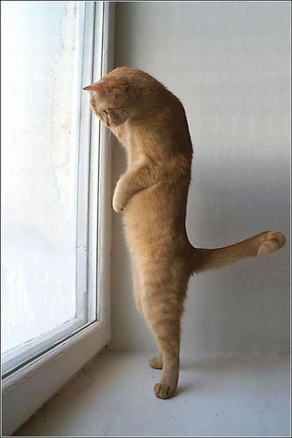 17 100 Cat Photos