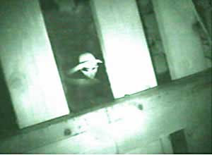alien picture