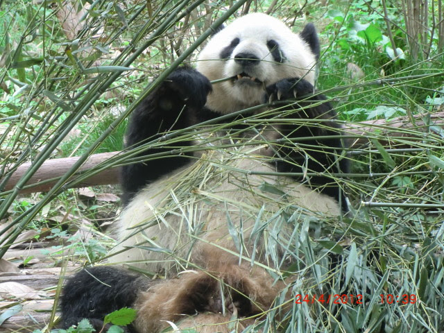 Giant Panda Breeding Research Base, Chengdu, China