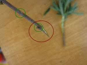 ラベンダーの挿し木の時期はいつ 挿し木の仕方も徹底解説