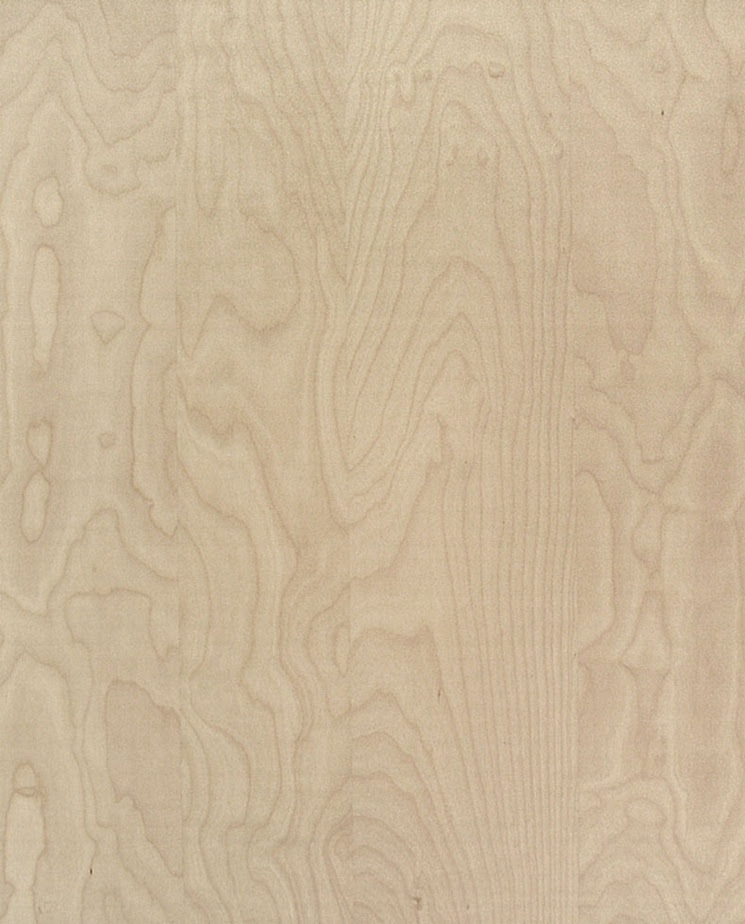 Birch Wood Texture