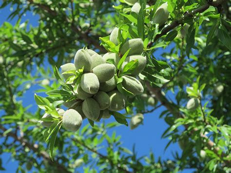 Blue diamond smokehouse almond nut thins. Mark Jansen Almond InsightsGrowers Pleased with the