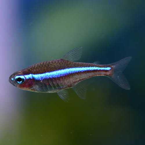 熱帯魚のご紹介 熱帯魚ショップトロピランド