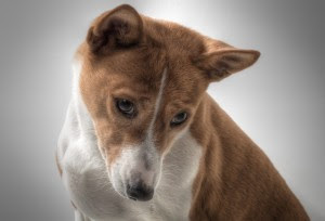 マンションやアパートで飼うのにぴったりな犬の種類とは 犬の総合情報サイト ペットスマイルニュースforワンちゃん