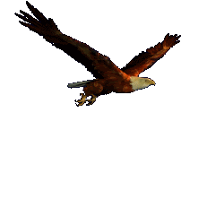 Aves en Libertad ( castilla la Mancha )