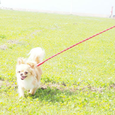 散歩中に犬が草を食べるのって大丈夫 犬の総合情報サイト ペットスマイルニュースforワンちゃん