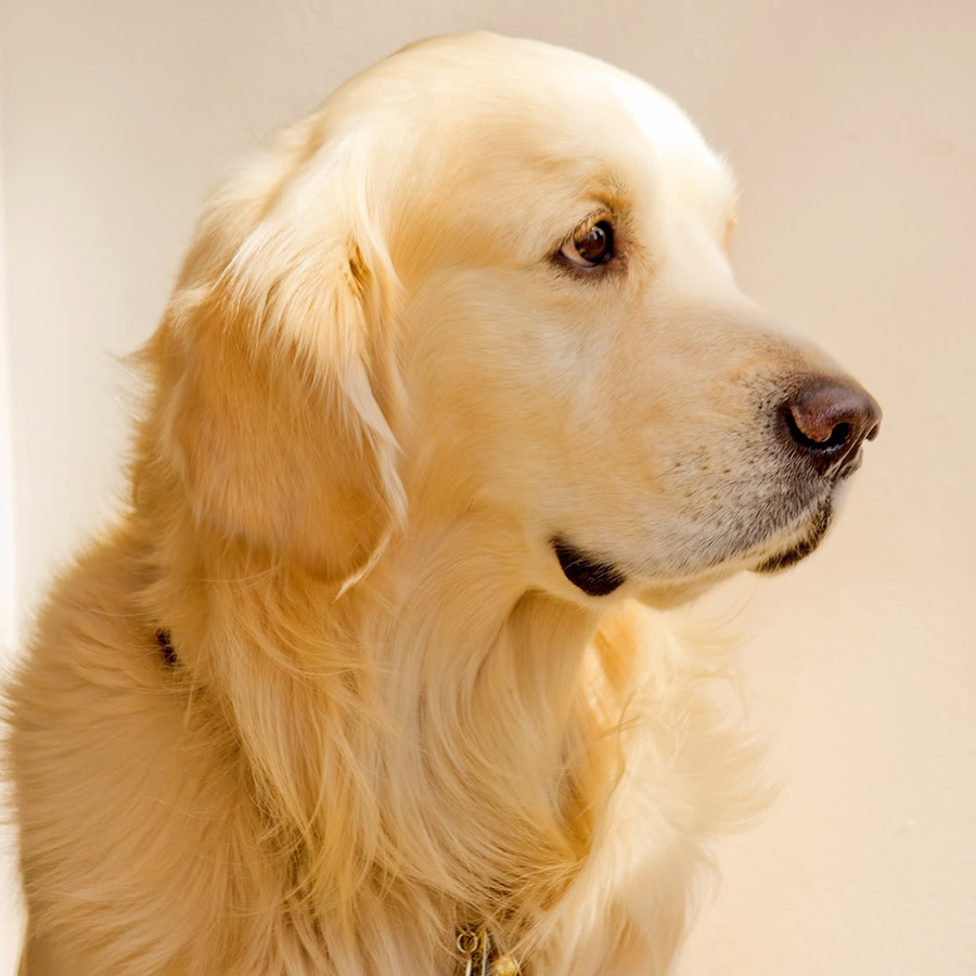 犬が嫌がる音を使ったしつけをご紹介 犬の好きな音は何
