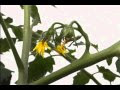 √完了しました！ プチトマト 花 189344-プチトマト 花がつかない