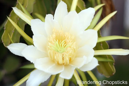8.25 Dragon Fruit Blossom Extreme Close-up 3