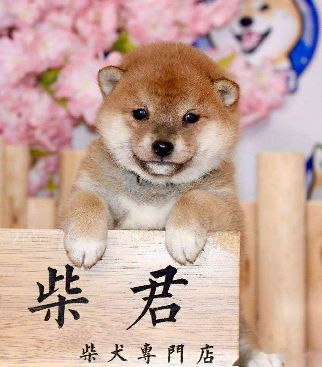 柴君家超萌柴犬欣赏 柴来啦
