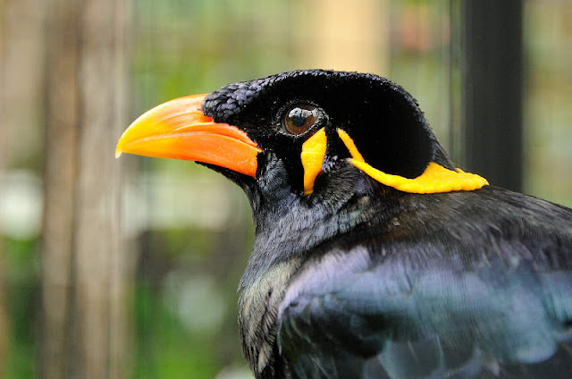 Enam Spesies Burung Jalak Cerdas yang Bisa dilatih Bicara