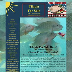 Tilapia Pearltrees