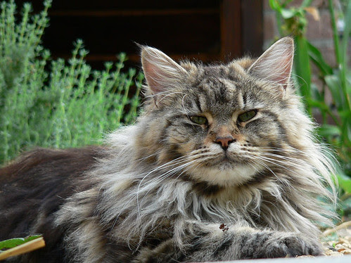 Poes! by Jean-Luc Toilet