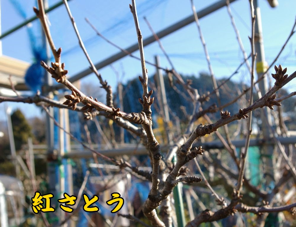 さくらんぼの花芽などの様子 ウイークエンド果樹栽培 トピックス