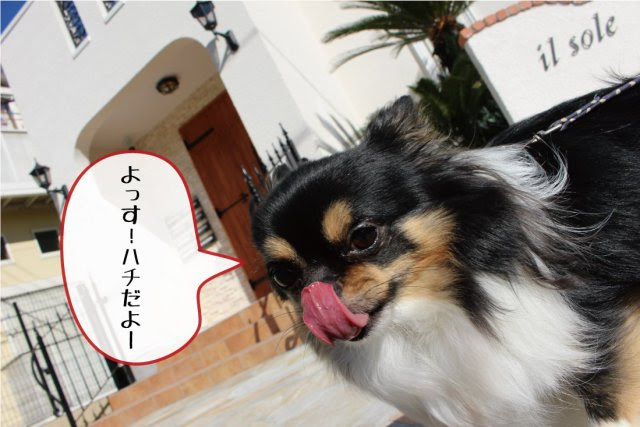 Vol 22 犬目線で新築を斬る テルミの賃貸