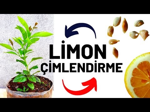 LİMON ÇEKİRDEĞİ ÇİMLENDİRME