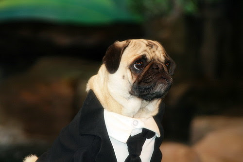  Men in Black Pug 