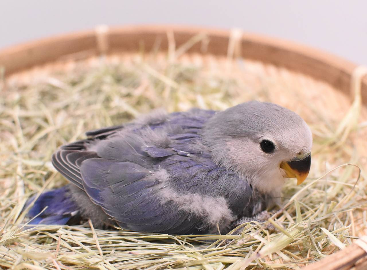 コザクラインコ 入荷 株式会社ダイエー商会からのお知らせ