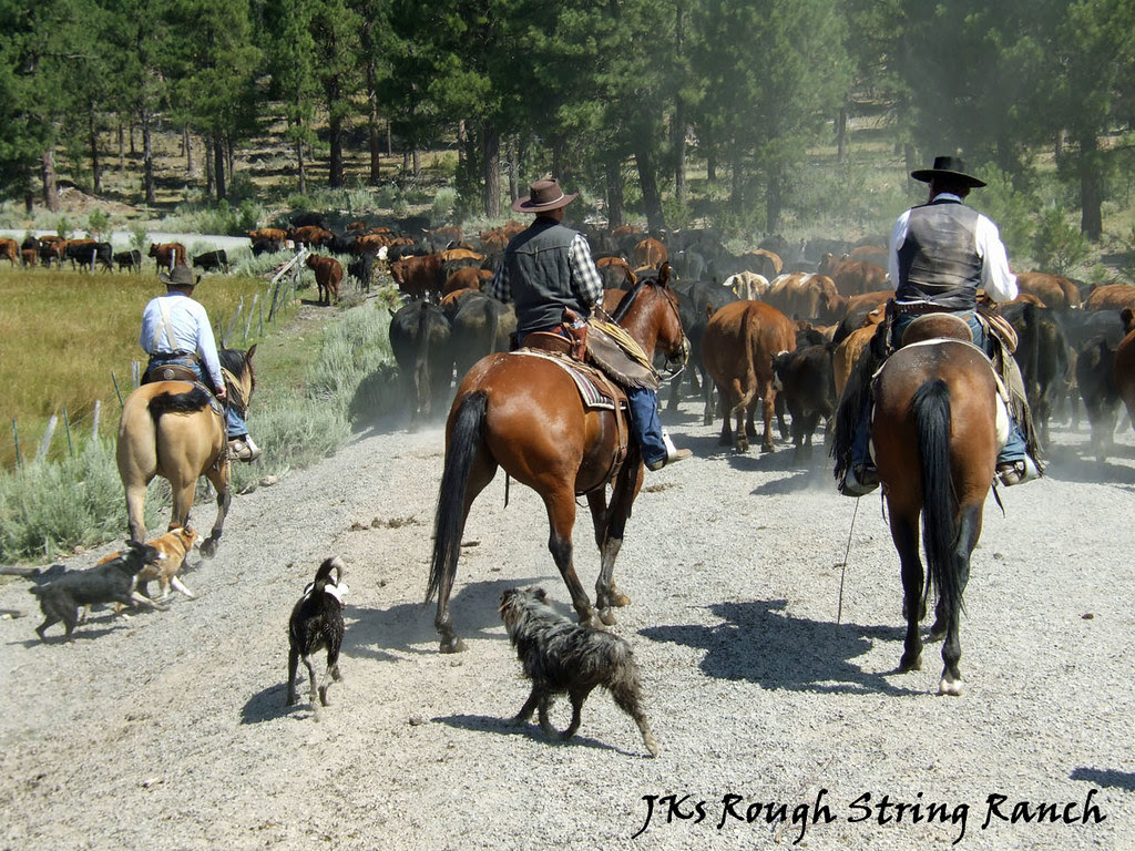 Workin' Dogs 'n Horses