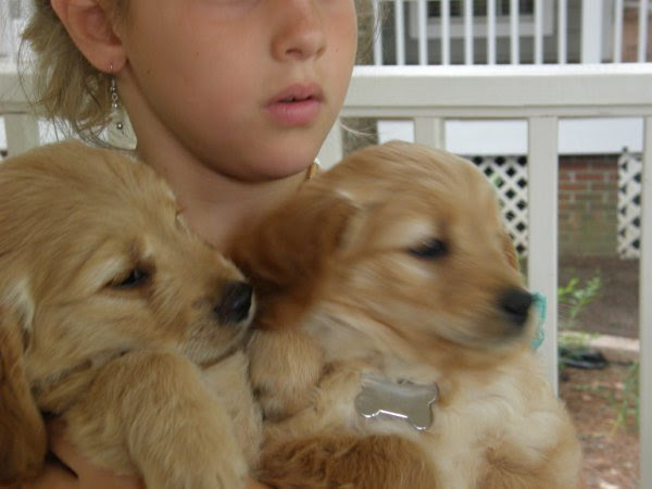 mini goldendoodle puppy. miniature goldendoodle puppy.