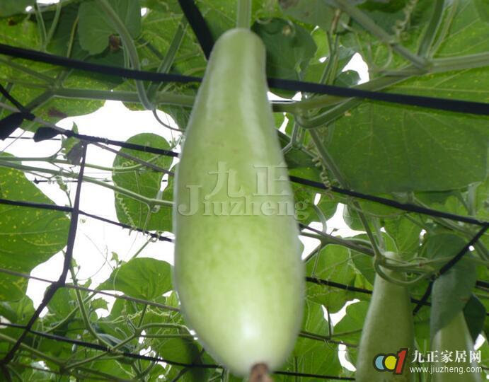 蒲瓜有哪些种类蒲瓜的药用价值 装修知识 九正家居网