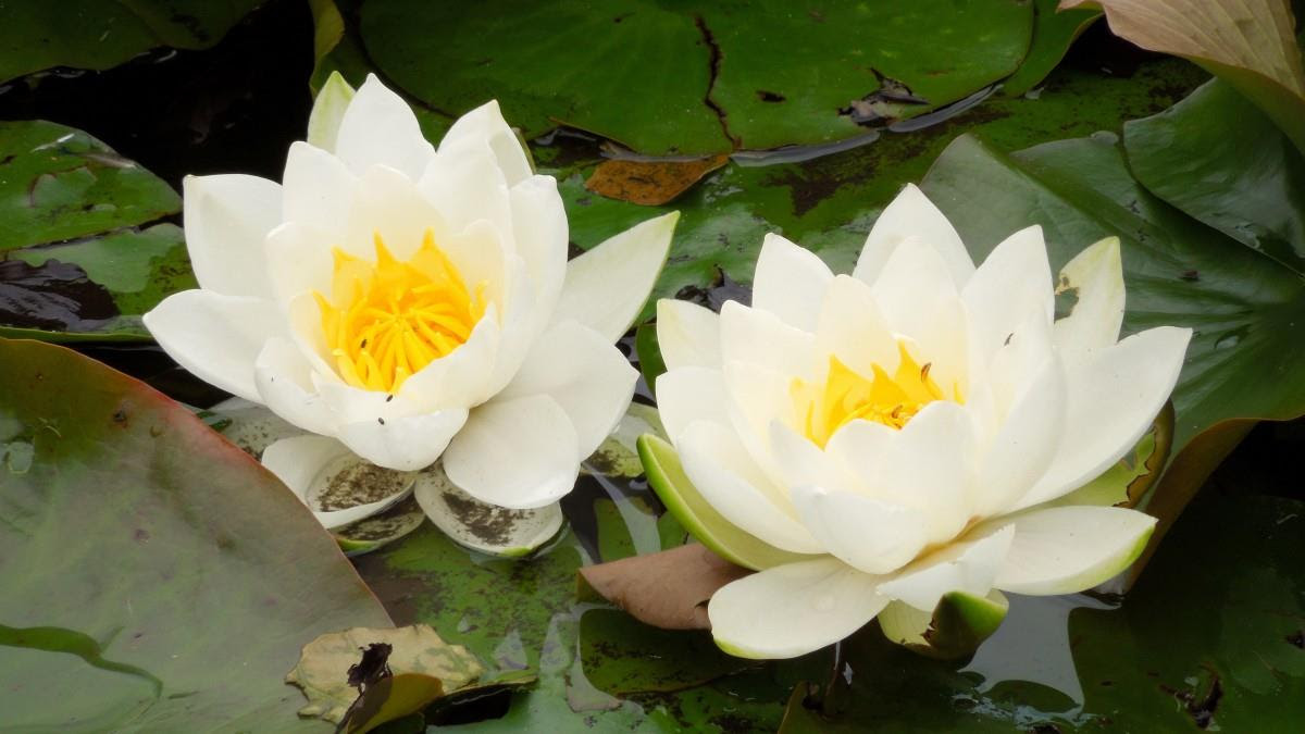 睡莲 形态特征 睡莲图片 花语 睡莲科水生植物 桌面城市