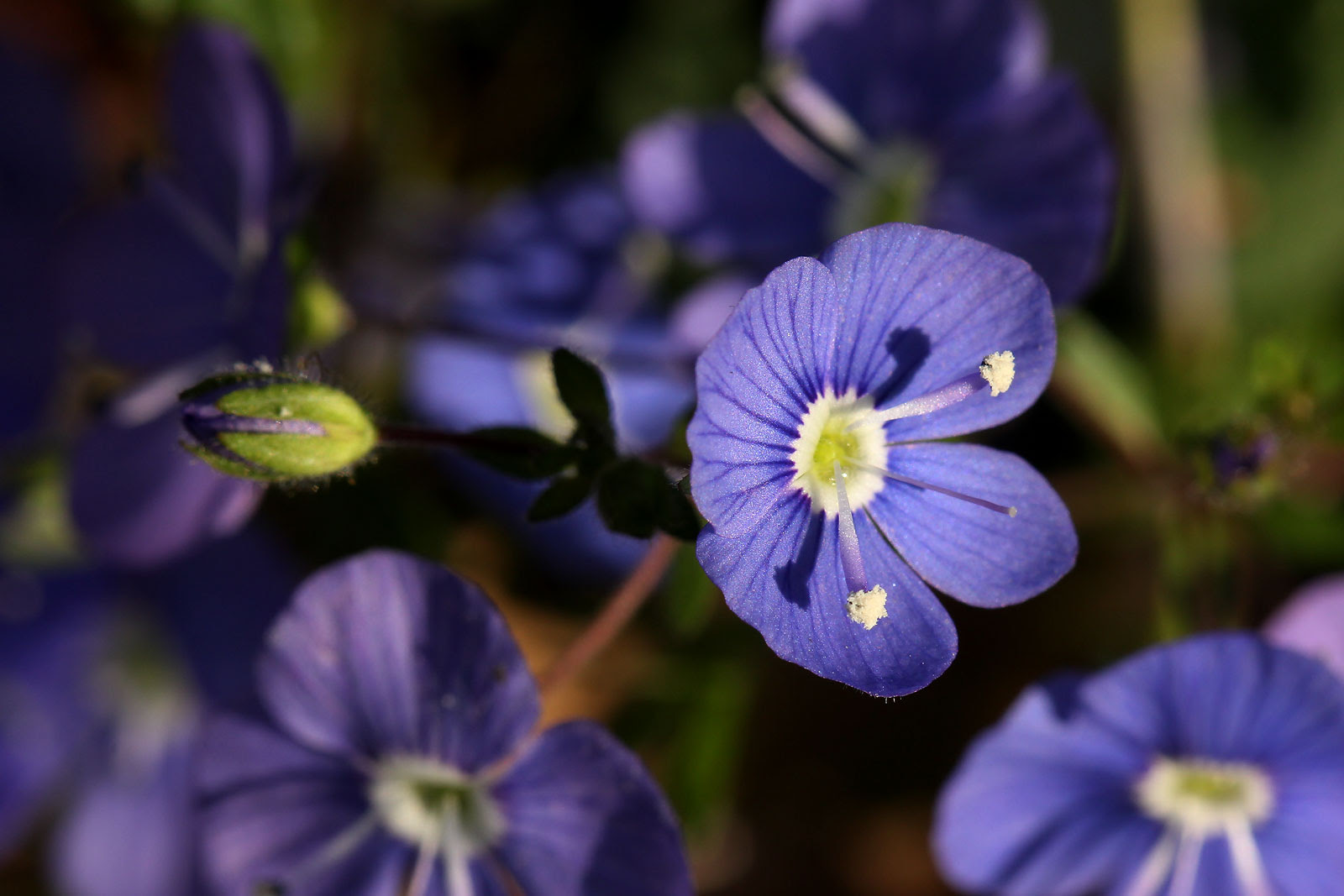 お花の写真集 ベロニカ オックスフォードブルー