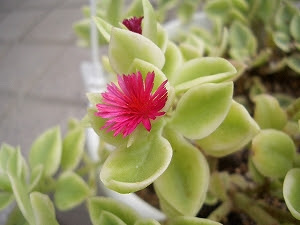 多肉 ピンク花 多肉植物日記