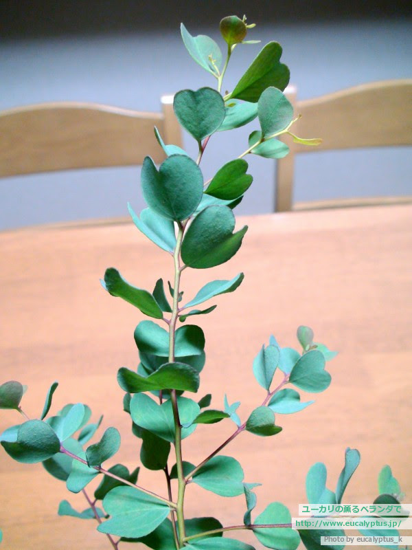 ユーカリの薫るベランダで ユーカリ紹介 ユーカリ ディシペンス Eucalyptus Decipiens Ssp Decipiens