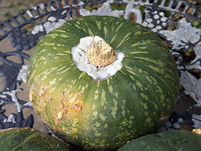 カボチャを食べてみました のぶさんの野菜の時間ですよ