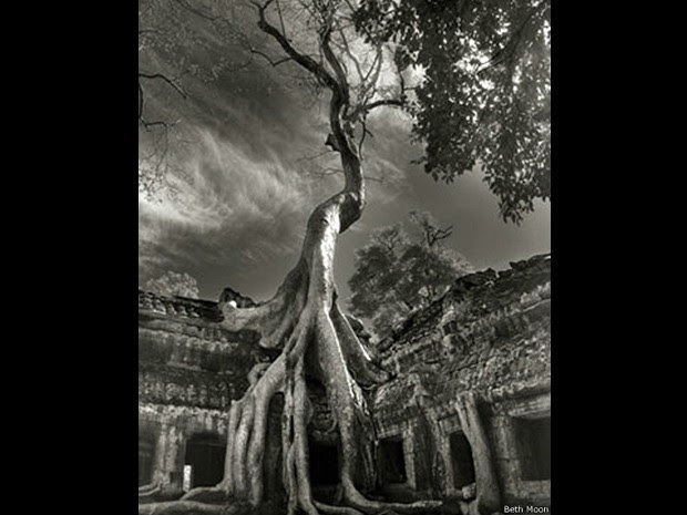 Templos de Angkor, no Camboja, se mantêm de pé há cerca de mil anos; natureza retomou o local que abrigava uma civilização humana - a cidade sob as árvores  (Foto: Beth Moon/BBC)
