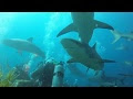 いろいろ baby shark real photo 223858-Baby shark real photo
