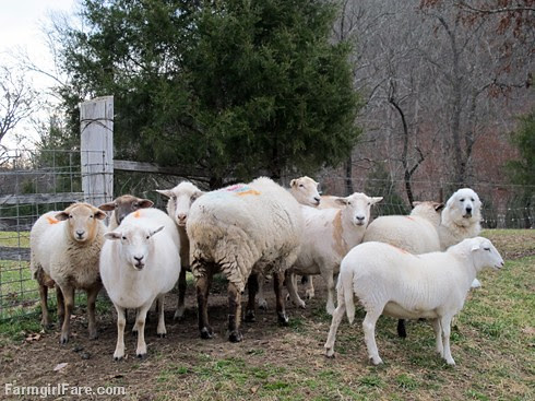 Daisy posing with part of her flock - FarmgirlFare.com