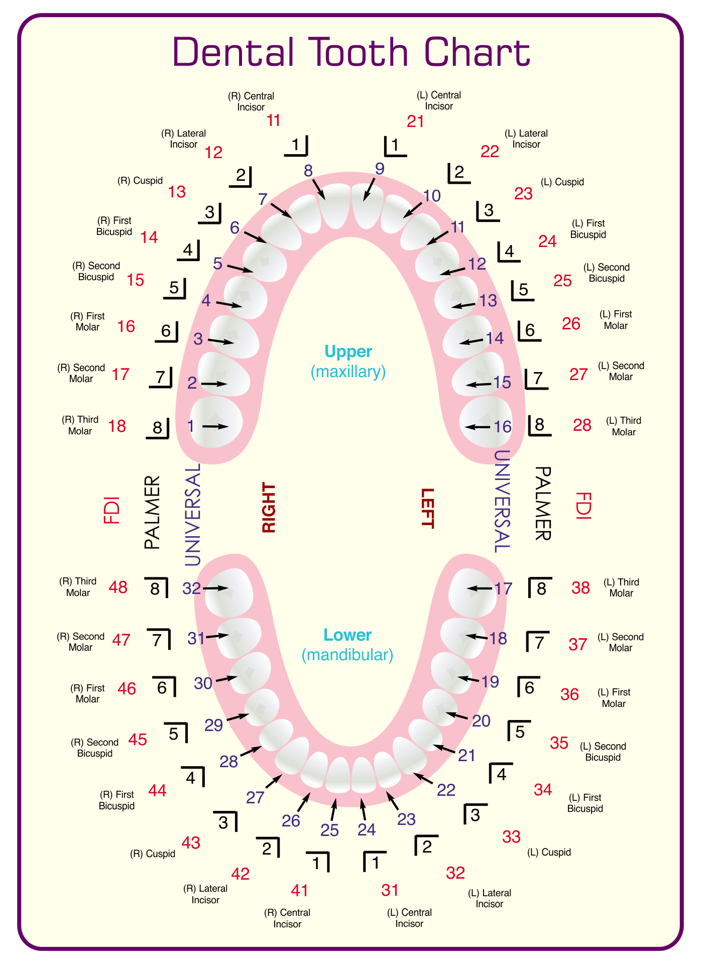 8 Best Images of Tooth Chart Printable Full Sheet - Dental ...